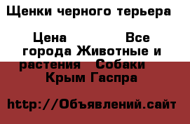 Щенки черного терьера › Цена ­ 35 000 - Все города Животные и растения » Собаки   . Крым,Гаспра